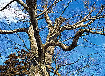 《神奇小子：爱莎在怪物世界》6月29日登陆PC 横版卡通风